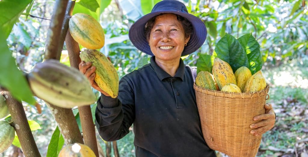 Chocolate Production: From Traditional Methods to Modern Manufacturing Techniques